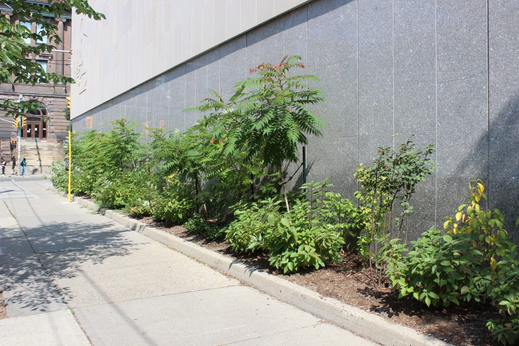 The garden along McCaul Street